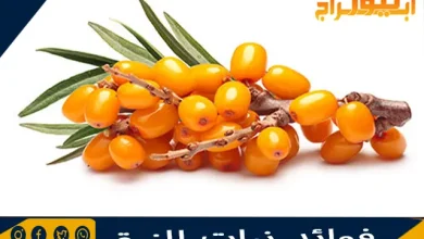 فوائد نبات النبق