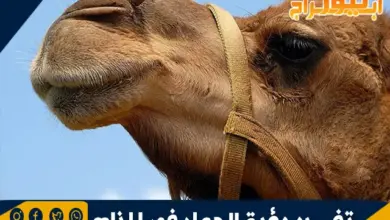 تفسير رؤية الجمل في المنام