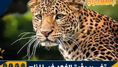 تفسير رؤية الفهد في المنام 