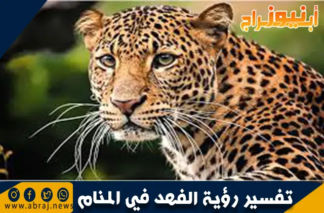 تفسير رؤية الفهد في المنام 