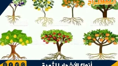 أنواع الأشجار المثمرة